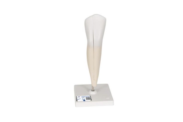 model dolnego ludzkiego kła, 2 części - 1000241 [d10/2] 3b scientific modele anatomiczne 2